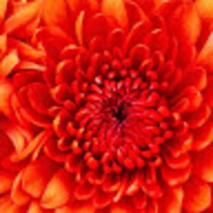 Meet your Posher, Deane